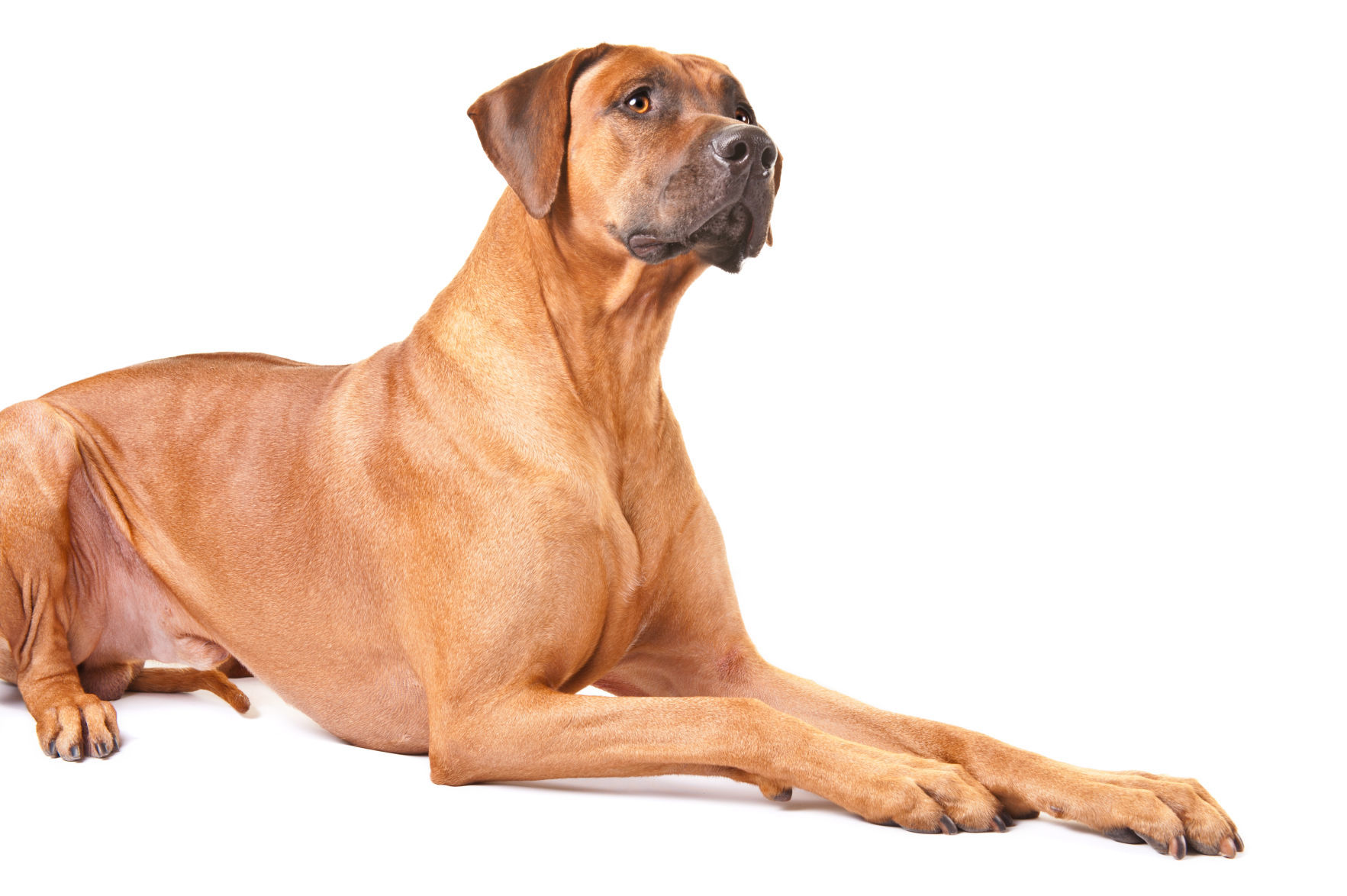 Rhodesian ridgeback